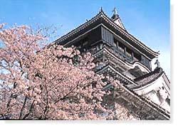 고쿠라성 가쓰야마공원의 벚꽃